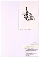 藏品(軟骨生藻)的圖片